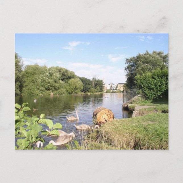 Cartão Postal Cisnes no rio Liffey Dublin (Frente)