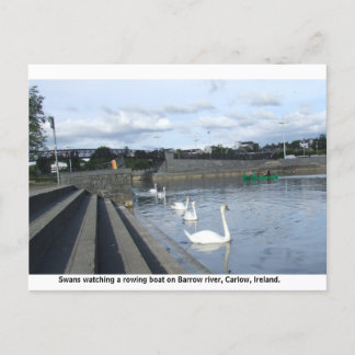 Cartão Postal Cisnes veem um barco atravessando o rio Barrow, Ca
