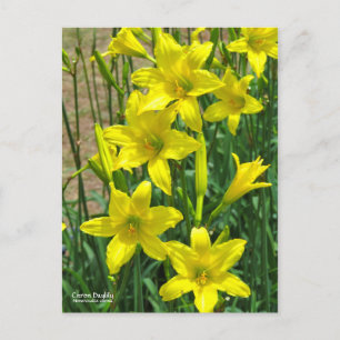 Cartão Postal Citron Daylily   [Postcard] ポ ス ト Equipe カ