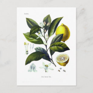 Cartão Postal Citrus Limonum (limão)