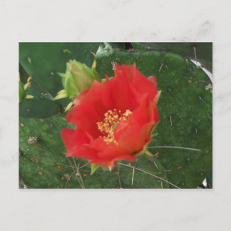 Cartão postal City Cactus 3