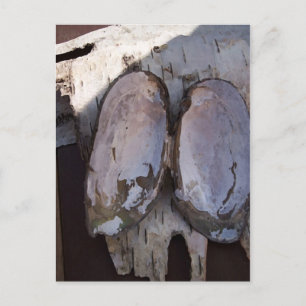 Cartão Postal Clamshell Angel Birchbark Fotografia