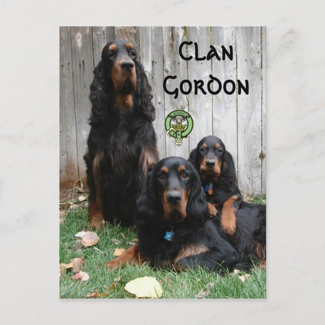 Cartão Postal Clan Gordon, Gordon Setter Generations Postcard (Frente)