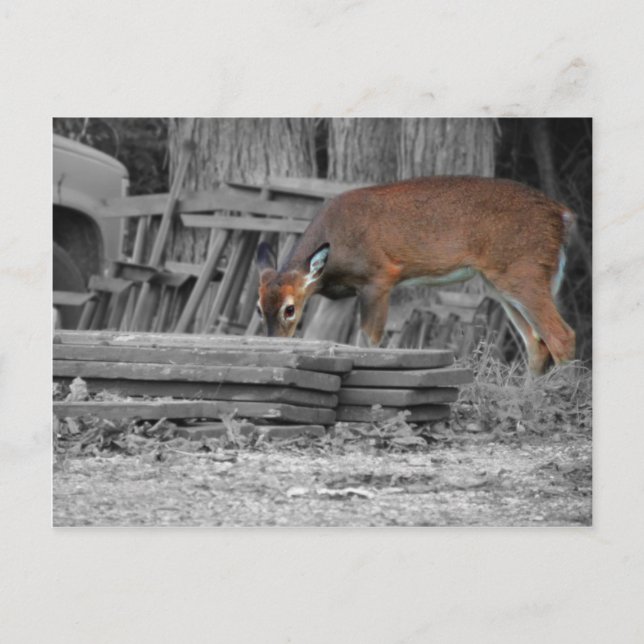 Cartão Postal Claramente Importante (Frente)