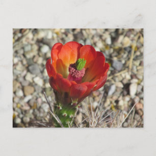 Cartão Postal Claret Cup Hedgehog Cactus Bloom