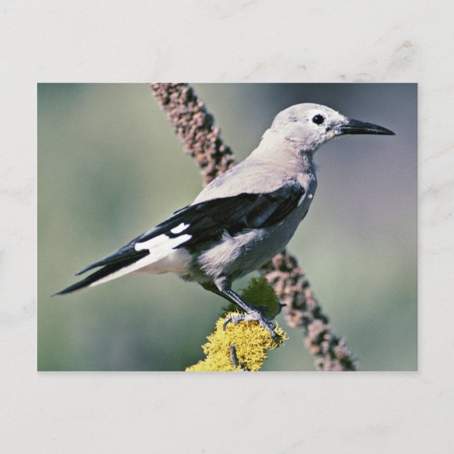 Cartão Postal Clark's Nutcracker (Frente)