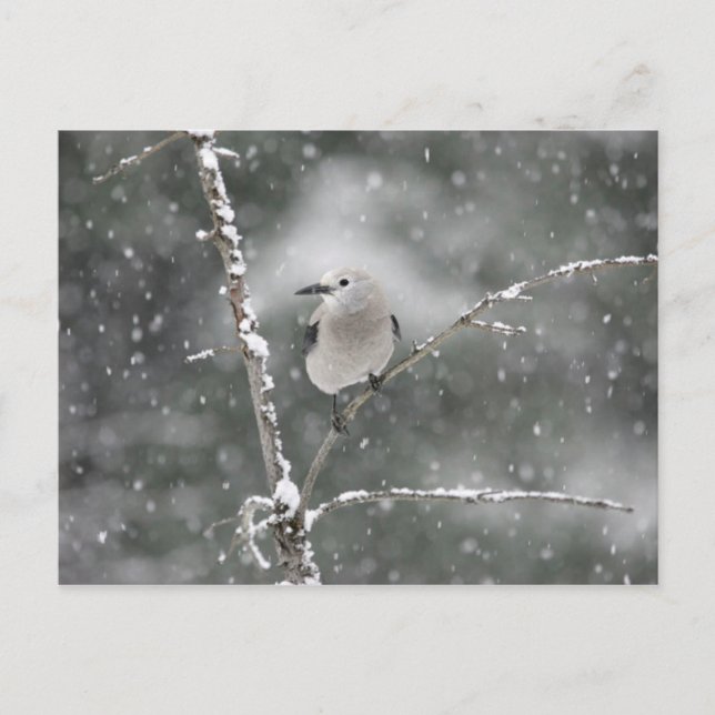 Cartão Postal Clark's Nutcracker (Frente)