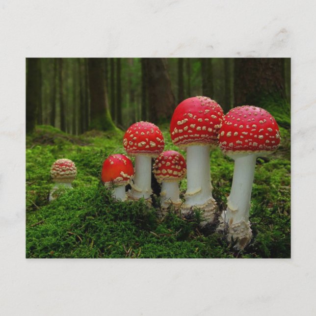 Cartão postal clássico (Frente)