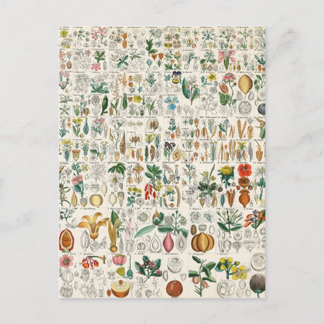 Cartão Postal Classificações de plantas violetas e de papoula (Frente)