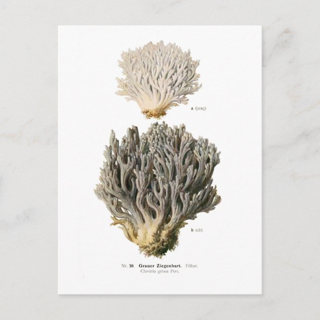 Cartão Postal Clavaria grisea (Frente)