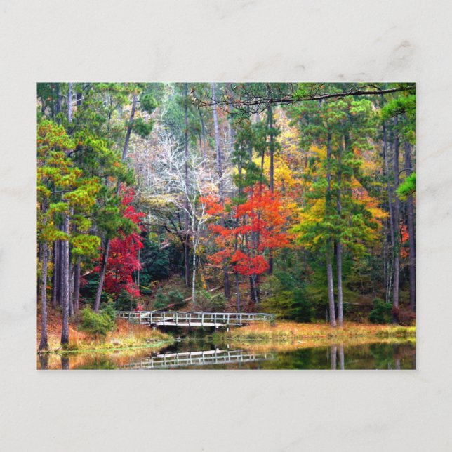 Cartão Postal Clear Springs - Floresta Nacional de Homochitto (Frente)