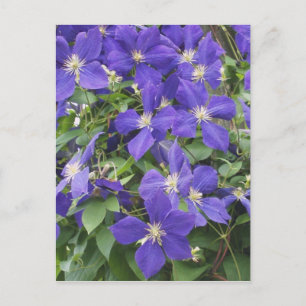 Cartão Postal clematis