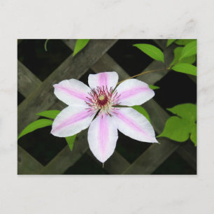 Cartão Postal Clematis