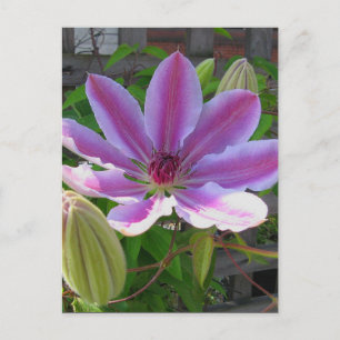 Cartão postal Clematis