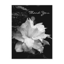 Clematis 2a Floral BW Foto Simpatia Obrigado