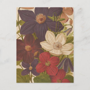 Cartão Postal Clematis   George Nicholson