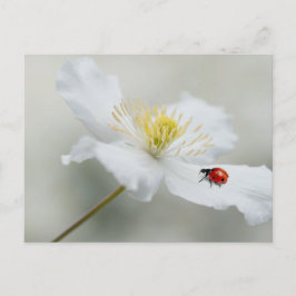 Cartão Postal Clematis montana com ladybird