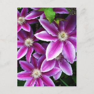 Cartão Postal Clematis nº 1