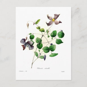 Cartão Postal Clematis viticella