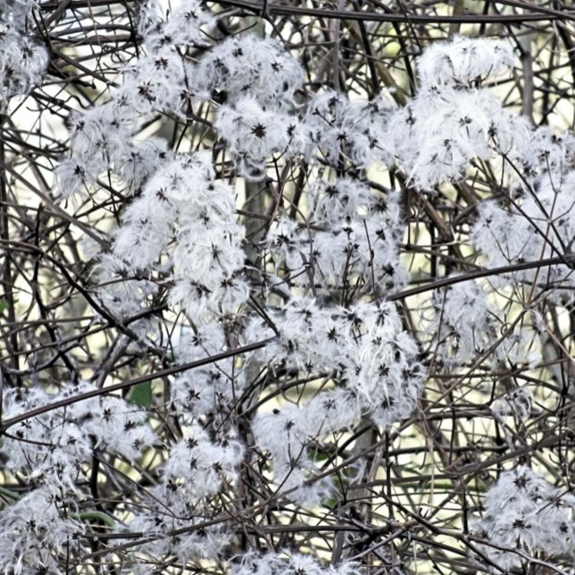 CARTÃO POSTAL CLEMATITE SELVAGEM (A pretty wild seed heads clematis photographic design.)