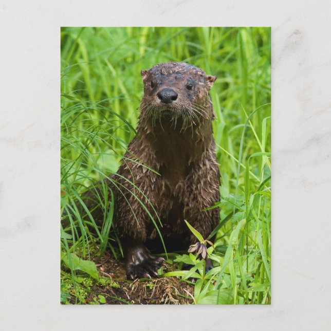 Cartão Postal Clever River Otter (Frente)