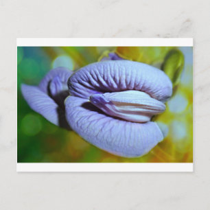Cartão Postal Clitoria