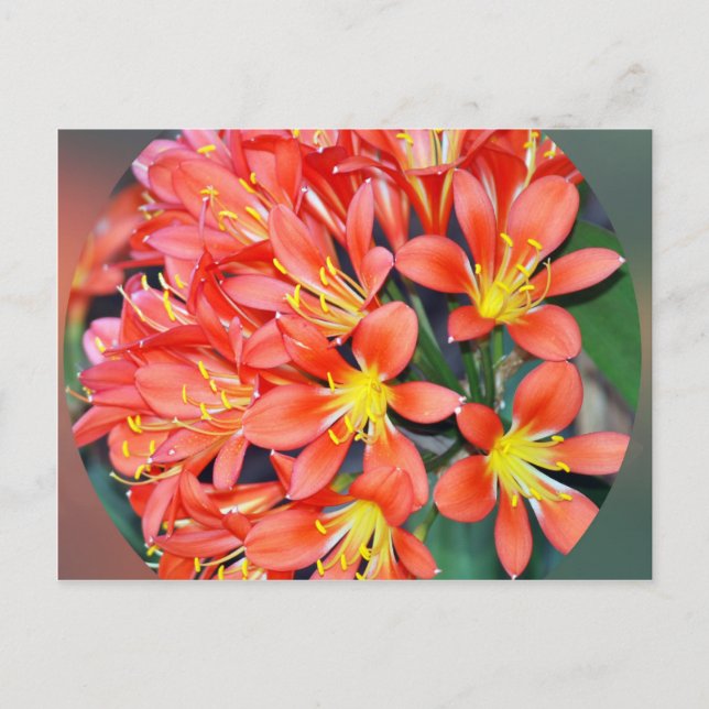 Cartão Postal Clivia In Cheio Bloom (Frente)