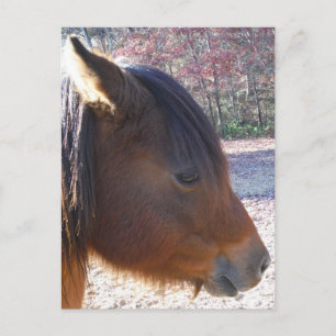 Cartão Postal Close de cavalo marrom, pequeno pônei marrom