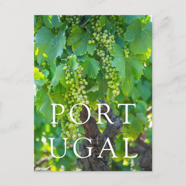 Cartão Postal Close de Uvas Maduras (Frente)