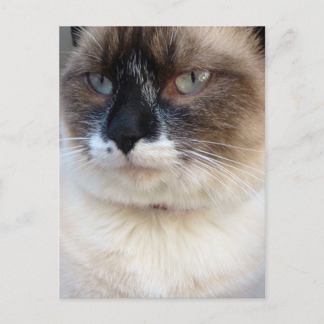 Cartão Postal Close-Up (Frente)