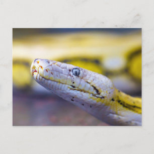 Cartão Postal Close-Up Cobra Amarela e Branca em Retrato