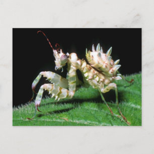 Cartão Postal Close-Up da Louva-a-Deus Hottentot