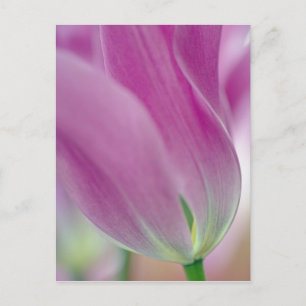Cartão Postal Close-up da parte inferior da flor de tulipa, 2