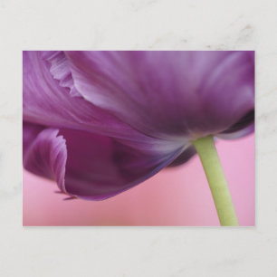 Cartão Postal Close-up da parte inferior da flor de tulipa, Kuek