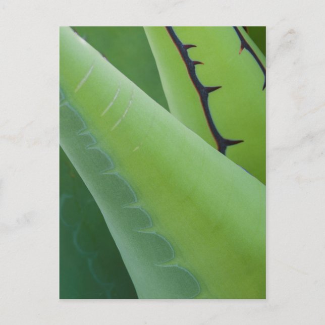 Cartão Postal Close Up De Agave (Frente)