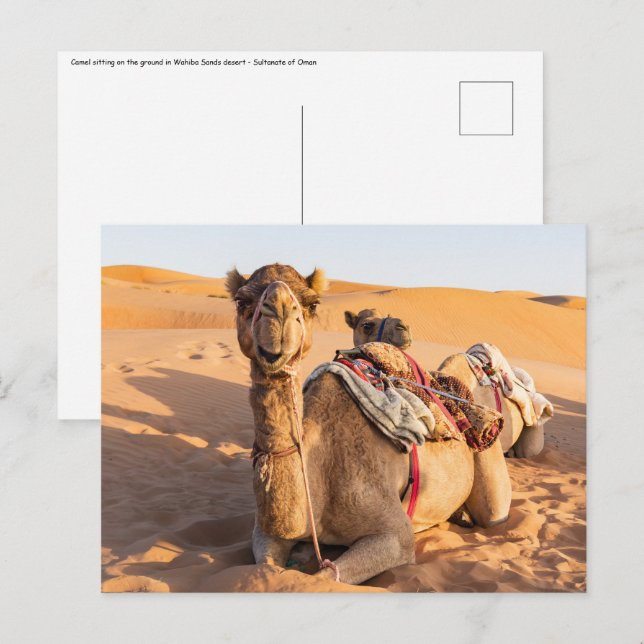 Cartão Postal Close-up de camelo no deserto de Omã (Frente/Verso)