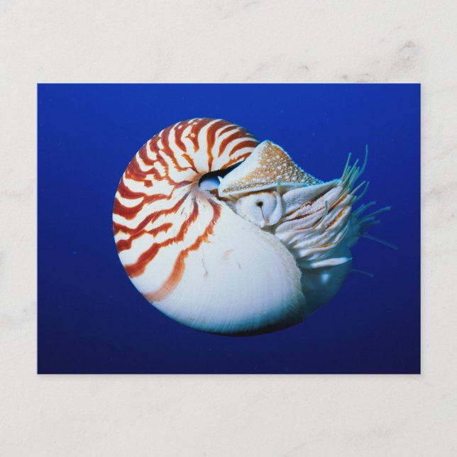 Cartão Postal Close-Up de Nautilus-Camarado (Frente)