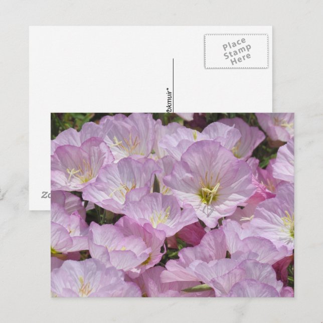 Cartão postal - Close-up de Primrose (Frente/Verso)