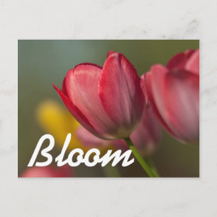 Cartão Postal Close-up de tulipas vermelhas e amarelas no jardim