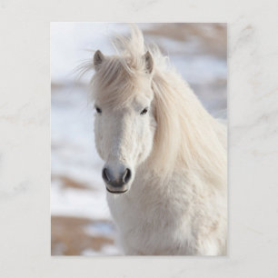 Cartão Postal Close-up de um cavalo islandês branco