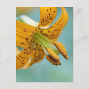 Cartão Postal Close Up de um Lírio Amarelo