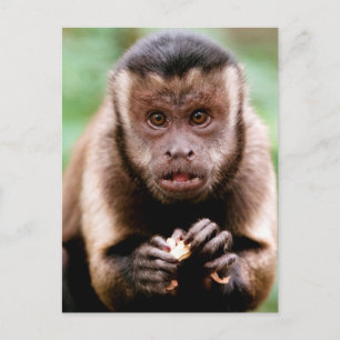 Cartão Postal Close-up de um macaco caiarara