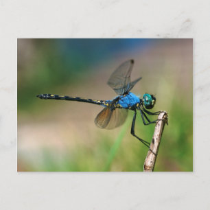 Cartão Postal Close-Up De Uma Libélula Azul Em Um Galho