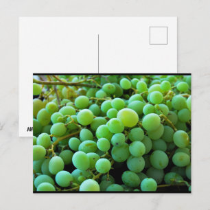 Cartão Postal Close-up de Uvas Brancas