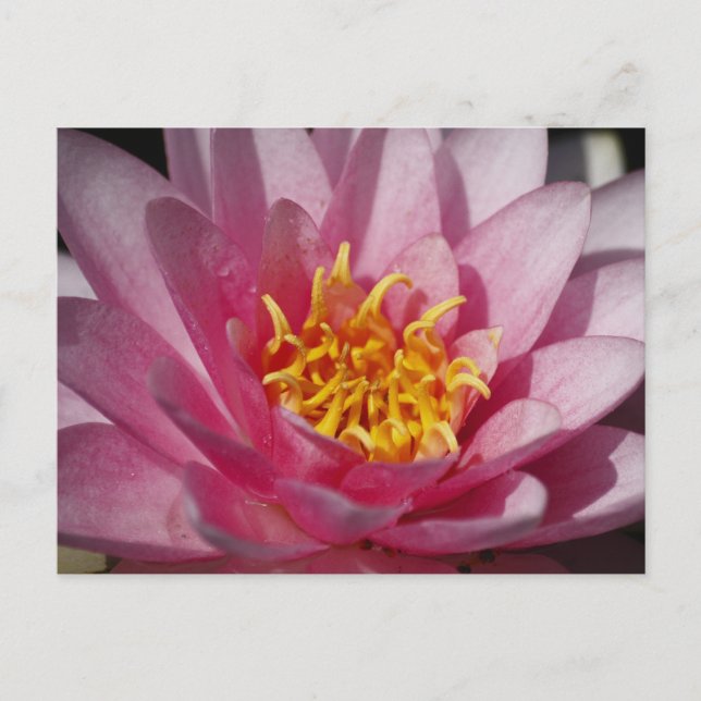 Cartão Postal Close up Lilly (Frente)