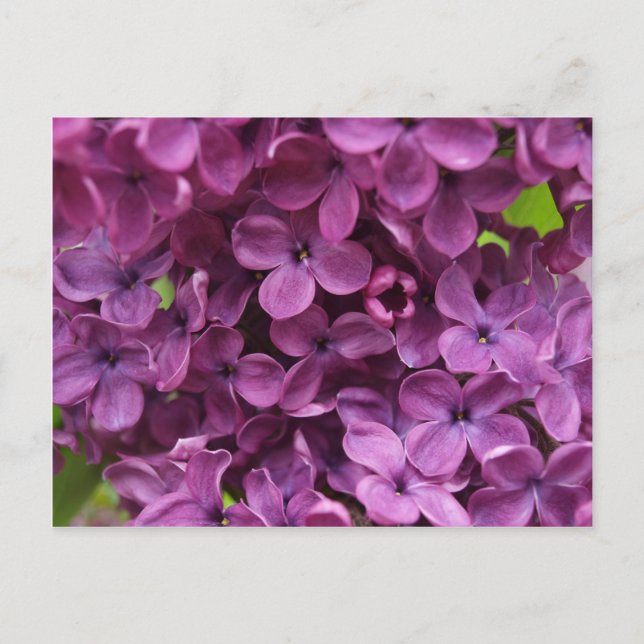 Cartão Postal close up of dark purple lilac (Frente)