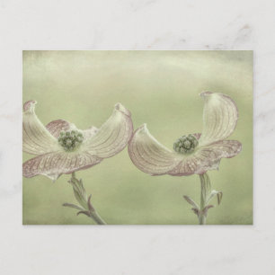 Cartão Postal Close-up of Pink Dogwood Blossoms   Seabeck, WA