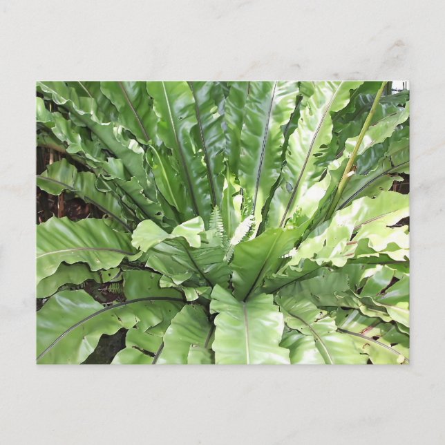 Cartão Postal Close-up of the fern, Asplenium nidus. (Frente)