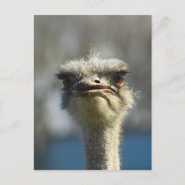 Cartão Postal Close_Up_Ostrich_FullSize.jpg (Frente)
