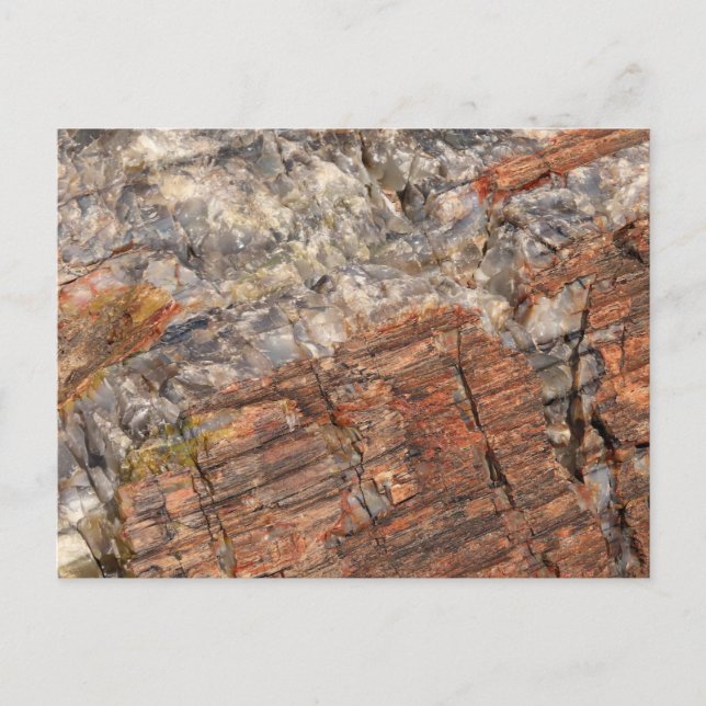 Cartão Postal Closeup I de Log Petrificado (Frente)